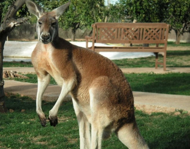 Canguro rojo